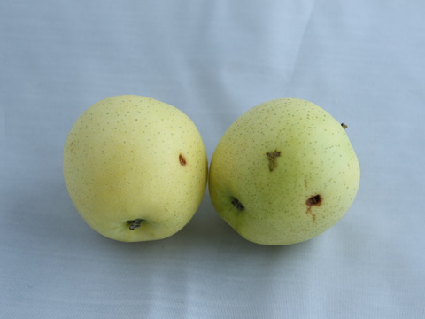 【訳あり】ぐんま名月 幻と呼ばれた黄色りんご 2.5kg (6〜12個)