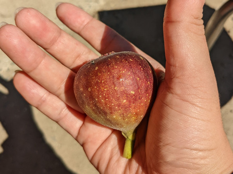 【終了間近】福岡県限定生産　糖度平均18度越え！ じぃじのいちじく・秋（とよみつひめ 約1.2kg）【18〜30個】