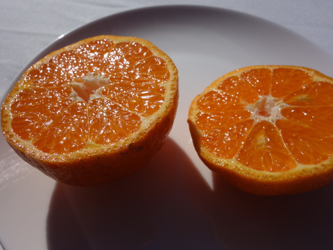 【甘いけど傷もの。訳あって家庭用】びわ屋のポンカン（千々ポンカン）5㎏でお届け