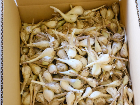 完全！肥料・農薬不使用 自然栽培らっきょう5kg 農薬化学肥料不使用】熊本県南阿蘇村で育てた“らっきょう”約5kg