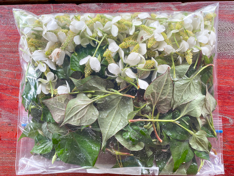 【当日採取でお届け】天然 自然栽培 ドクダミの葉っぱ ネコポスでお届け