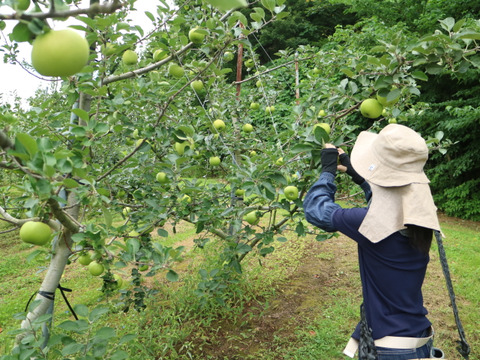 【予約販売】クッキングアップル！ブラムリー 約3kg(8～12個)