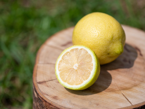 【自然栽培】完熟レモン 10kg箱詰 -農薬不使用・無肥料・無除草剤-