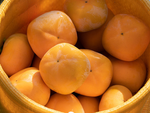 【ご予約】2段箱2L32玉入り 7.5K糖度に自信！たねなし柿  刀根早生柿誕生の地より直送！