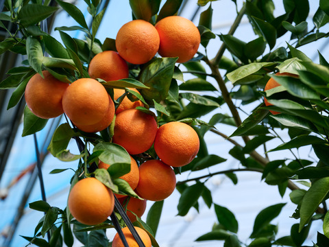 【濃厚な甘みと爽やかな酸味】静岡県浜松産『ブラッドオレンジ（タロッコ種）』３㎏（サイズいろいろ）