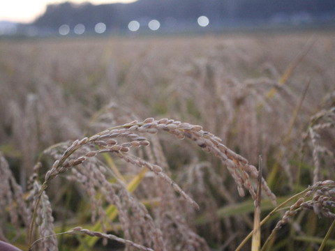 【合鴨農法】武田家のお米 あきたこまち 玄米 5kg【令和3年産】