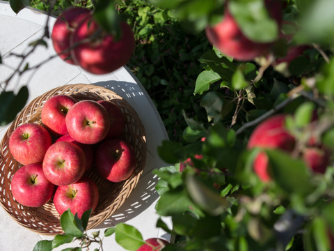 サンふじA規格　大野農園を代表する品種「りんごの王様」18～14個程度（約5ｋ）