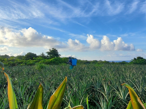 パインの最高峰🍍ジューシーで極上の甘さ！沖縄県産『ゴールドバレル』（大玉）2玉  4.0kg~