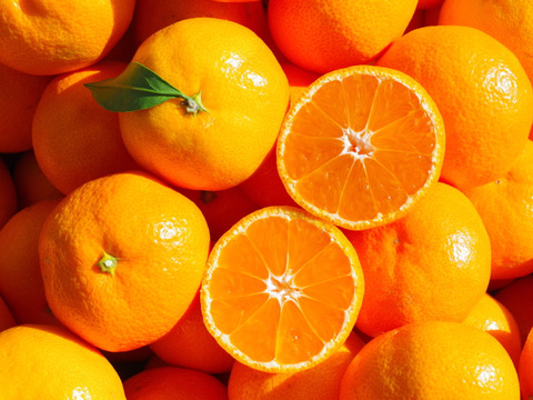 日下農園【うんしゅうみかんジュース】500ml×1本