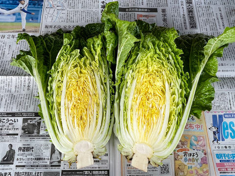 【自然栽培白菜×激辛唐辛子】おうちで手作りキムチセット 産地直送 栽培期間中農薬不使用 掘りたての白菜をお届け 化学肥料不使用 白菜2玉(約2kg) 乾燥唐辛子 100g