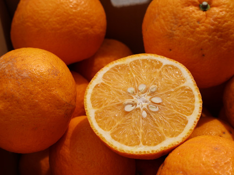 農家直送！甘夏　訳あり5kg  【平武農園】〜蛍飛ぶ町から旬の便り〜　和歌山｜有田｜田口｜ギフト