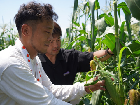 朝採り即出荷】八ヶ岳産グラビス とうもろこし 約4kg（11本前後