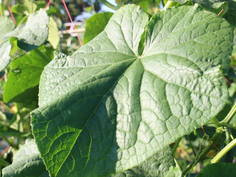 朝採れ新鮮：A級品『きゅうり』3㎏（約30本）