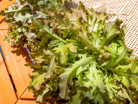 【お手頃価格】魚で育てたシャキッとリーフレタスセット（8～10株）