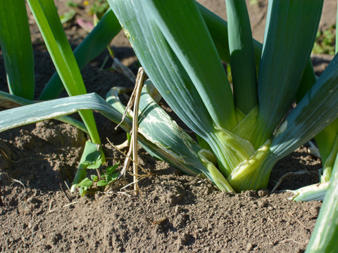 【自然栽培｜採れたて】甘くてやわらか石倉ネギ  2kg