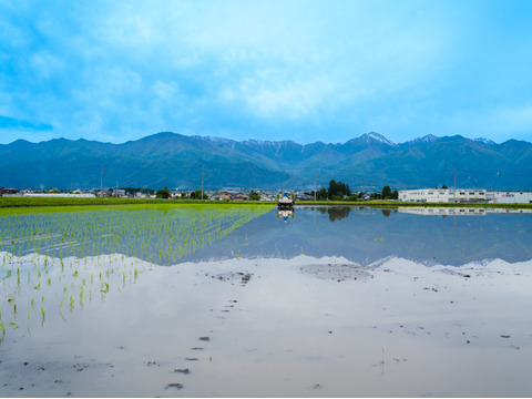 【冬ギフト】【年末限定】オーガニック米＆貴重なお餅詰め合わせ【有機JAS取得】「風さやか」白米１㎏、【幻の米】古代米「 ひめみどり」お餅４個 詰め合わせ ※化粧箱入り