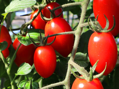 ミニトマト【完熟高糖度アイコ】1kg/箱・海藻肥料アルギットによる高糖度と抜群の旨味