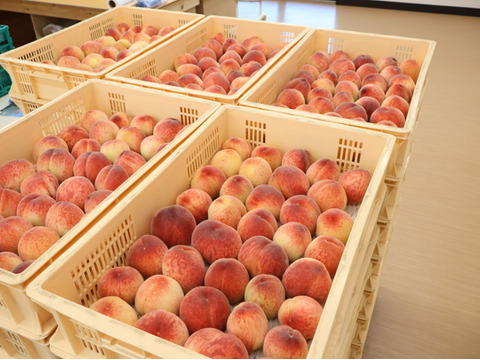 【特別価格！ワケあり】極早生桃「はなよめ」4.5kg【2日間限定】