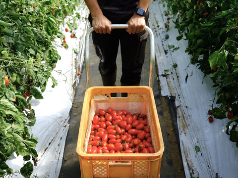 山の恵みがつくる肉厚でジューシー！アイコミニトマト (2kg)