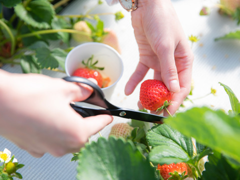 特選あまおう　ジャムセット