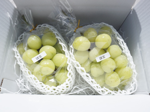 【総重量1.7kg以上！】平井利右衛門の青ぶどう(雄宝/2房(特大)