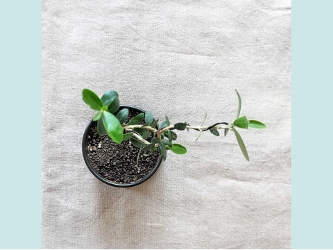 種から育てたオリーブ盆栽（PS120）