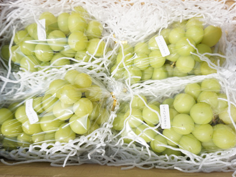 商品代＆送料がお得な商品！！【総重量5kg以上！】平井利右衛門の青ぶどう(シャインマスカット/8房)