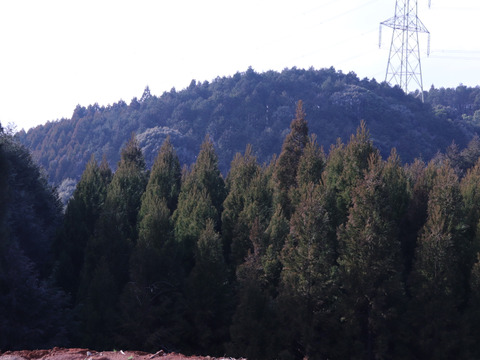 秋が始まる！！ 二代目　川添果樹園のBIG梨☆愛宕梨