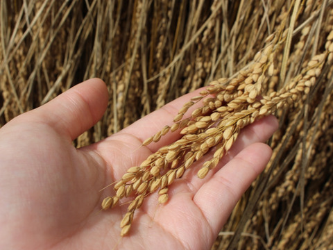 【有機JAS認証米】【農薬不使用】【化学肥料不使用】妙高産コシヒカリ（5㎏）