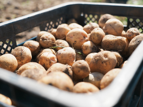 【ホクホク系・じゃがバター最高！】じゃがいもキタアカリ 5㎏