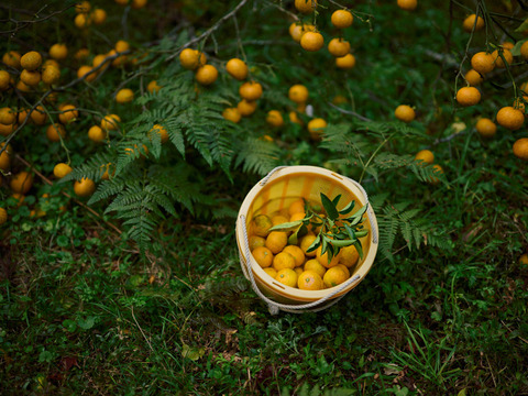 完熟ゆこう　5000g
生産量が少なくスーパーでは出回らない「幻の果実」京都の料亭では欠かせない存在であり、近年はヨーロッパのシェフたちにも愛さるローカル柑橘