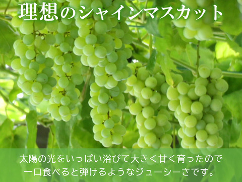 クール便指定【訳あり品！🩵朝採れ山梨シャインマスカット】完熟、粒