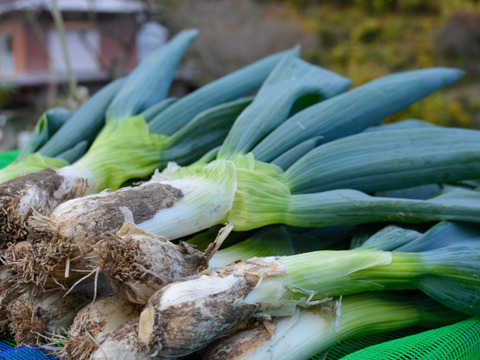 農薬節減】とろける甘さ 極太下仁田ネギ（Lサイズから2L以上を18本