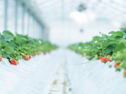 金井いちご園20周年記念プレミアムセレクション