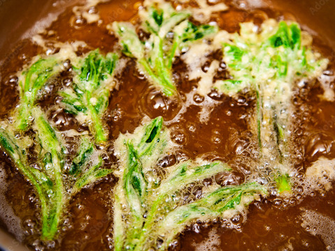 【天然】今が旬！山菜コシアブラ！