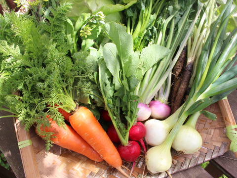 てんとうむしばたけがお届けする旬の有機野菜セット8~9品＜有機JAS認証＞