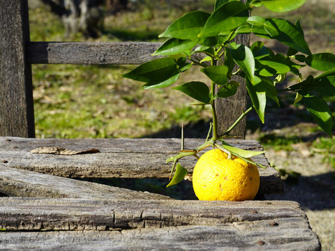 【ほろ苦い上品な甘み】爽やかに香る柚子のマーマレード（100g × 2本セット）【農薬・肥料不使用】