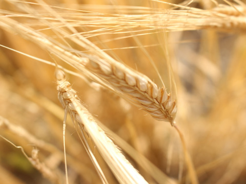 令和7年産　もちっプチっ食感が癖になる！岡山西大寺幸せもち麦（2kg（500ｇ×４））