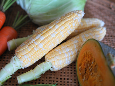 【秋の野菜セット】標高1100M・六合の伝統野菜や幻の419キャベツ計7種