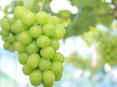 【夏ギフト】期間限定！シャインマスカット粒セット（400g×2袋・合計800g）