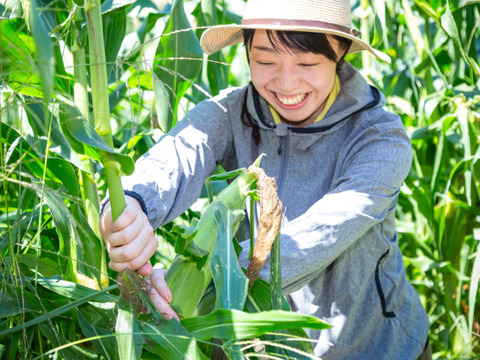 【農薬・化学肥料 不使用】高糖度！！純白であま～い　生で食べられるフルーツコーン(10kg)