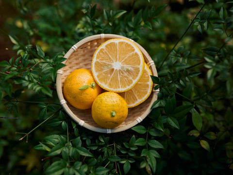 完熟ゆこう　5000g
生産量が少なくスーパーでは出回らない「幻の果実」京都の料亭では欠かせない存在であり、近年はヨーロッパのシェフたちにも愛さるローカル柑橘