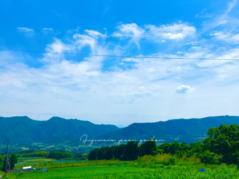 【新高】【ご家庭用3kg】ガシッとワイルド☆しっかり甘い＊食べ応えも大満足＊男性に人気！！庄内甘熟梨【おためし品】