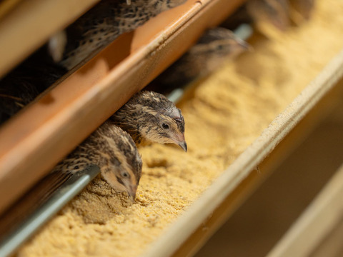 【期間限定初物】若鳥の産んだ初産みうずらの卵100個＋うずらの燻製卵5個入り5袋(冷蔵便）