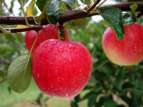 サンふじ ミニ小玉ちゃん約16玉（約2.5㎏）
昨年好評をいただいたSSサイズのかわいいりんごです
甘さ･酸味･食感の三拍子
家庭用を含み、バラ詰めでお届け
まるかじりでどうぞ　信州長野県産