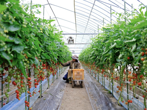 ジュワッと広がる旨み！寒暖差熟成"甲佐町産ミニトマト" (1kg)