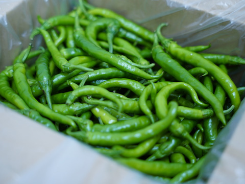 【五感を刺激する辛味】採れたて生青唐辛子　1kg