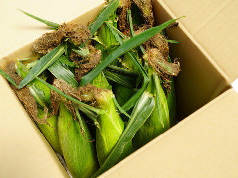 【朝採り即出荷】八ヶ岳産グラビス とうもろこし 約4kg（11本前後）｜バイカラー／生でも食べられるスイートコーン