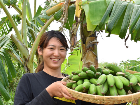 【予約販売！！】とってもフルーティー！！農薬不使用で育てたやんばるの島バナナ（1kg）
