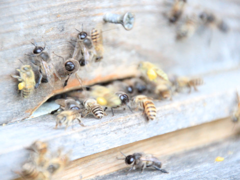 Unzen Pure Honey【にほんみつばちのはちみつ】